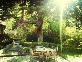 Sun shining through trees in park