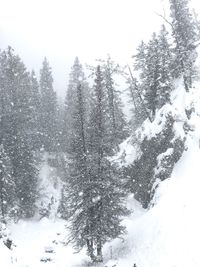 Close-up of water drops on tree against sky