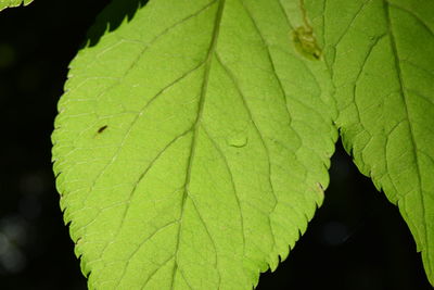 Close-up of fresh green leaf