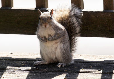 A squirrel pauses on the deck