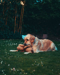Dog resting on a field with toy in mouth