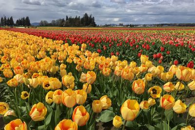 View of yellow tulips growing on field against sky