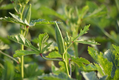 Close-up of fresh green plant in field