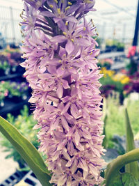 Close-up of pink flowering plant