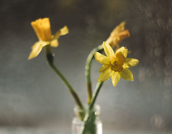 Close-up of yellow flowering plant