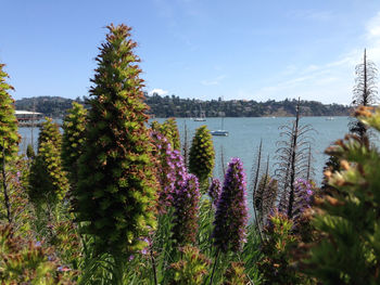 Close-up of plants against blue sky