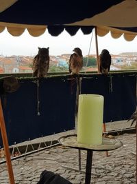 View of birds perching on cable against sky