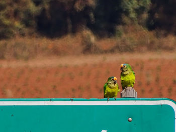 Two parrot perching on a parrot