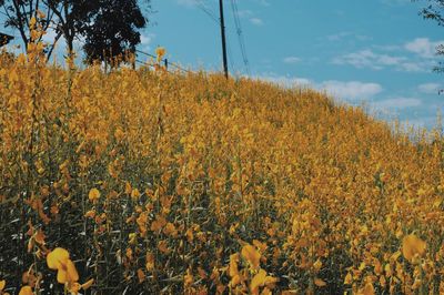 Yellow flowering plants on field against sky