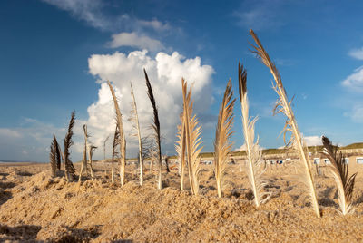 Panoramic view of agricultural field against sky