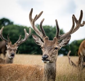 Deer on a field