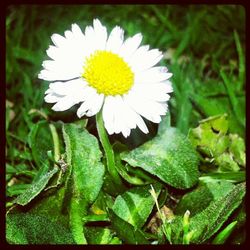 Close-up of white flower