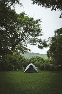 Trees on grassy field