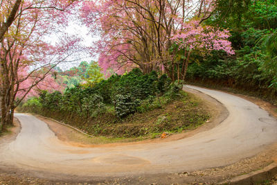 Road amidst trees in forest