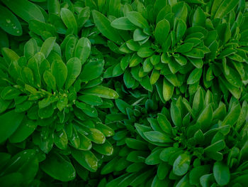 Full frame shot of plants