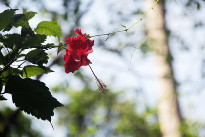 Close-up of red rose against blurred background