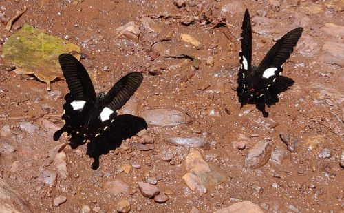 High angle view of black bird flying