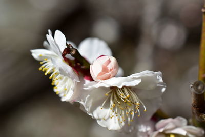 Close-up of white flowering plant