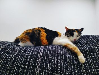 Cat lying on sofa at home