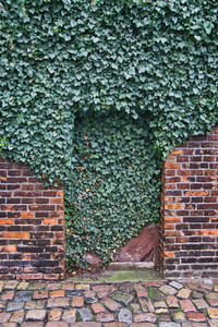 Ivy growing on brick wall