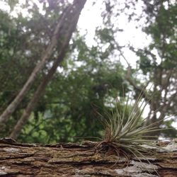 Low angle view of trees in forest