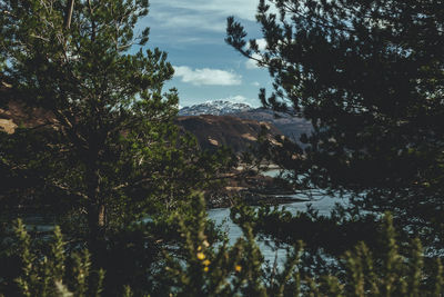 Scenic view of forest against sky