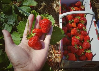 Strawberry fruity nature red nature plant close-up