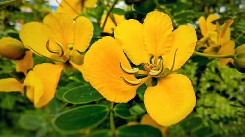 Close-up of yellow flowers blooming outdoors