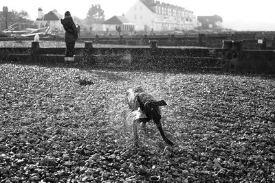 Dog shaking off water after dip in sea