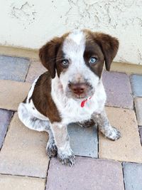 High angle portrait of puppy sitting on footpath