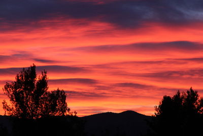 Silhouette trees against orange sky