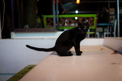 Portrait of black cat sitting on table