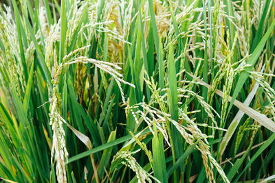 Full frame shot of crops growing on field