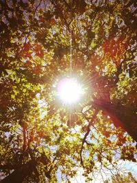 Low angle view of sunlight streaming through trees