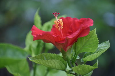 Close-up of red hibiscus flower