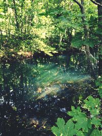 Reflection of trees in water