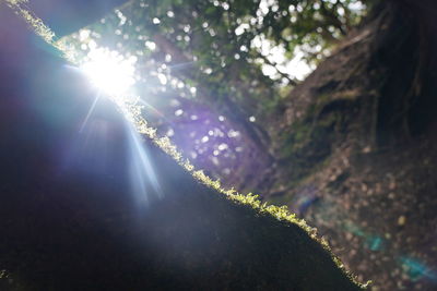 Sunlight streaming through trees in forest