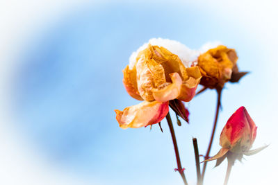 Close-up of wilted flowers against sky