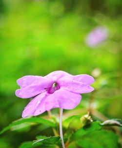 Close-up of pink flower blooming outdoors