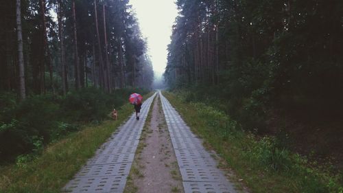 Rear view of person holding umbrella while walking on footpath amidst trees