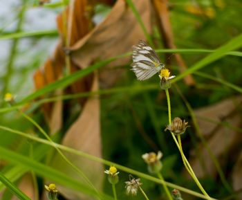 Close-up of butterfly pollinating on flower