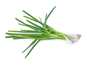 Close-up of leaf against white background