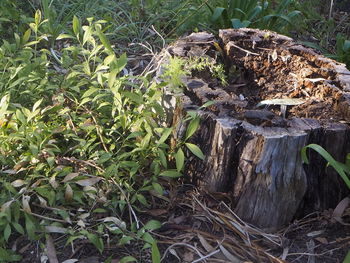 Plants growing on tree stump in forest