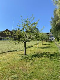 Trees on field against clear sky