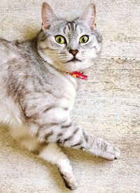 Portrait of cat sitting outdoors