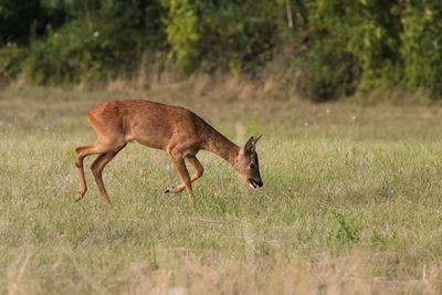 Side view of deer running on field