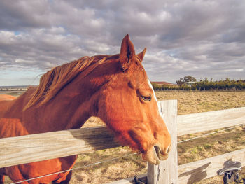 Horse standing in ranch against sky