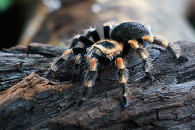 Close-up of spider on wood