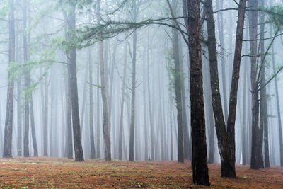 Pine trees in forest