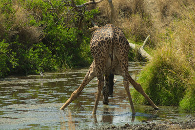 Wooden drinking water in lake
